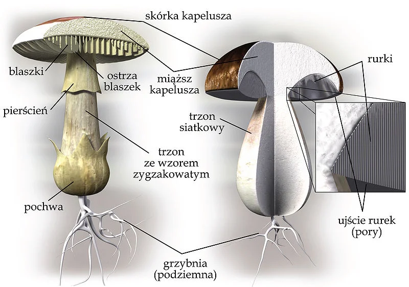 Zdjęcie z galerii